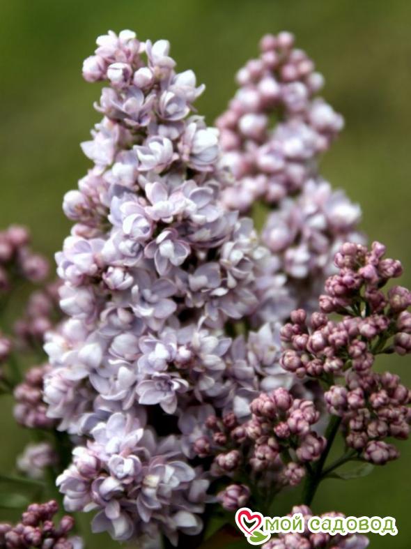 Сирень "Эмиль Лемуан" (Emile Lemoine)