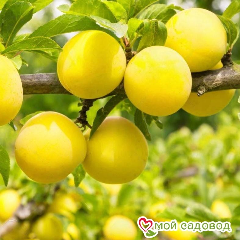Алыча Злато скифов