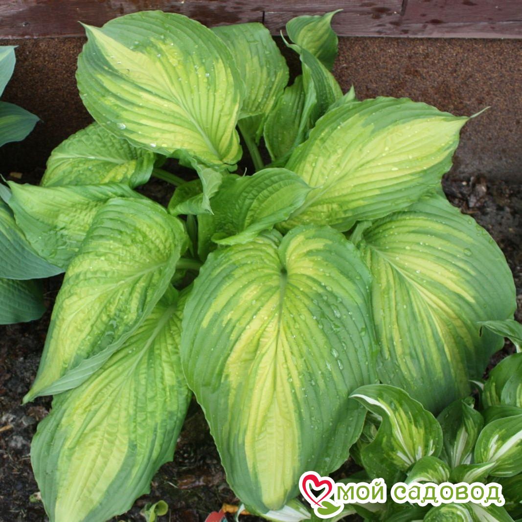 Хоста Вар Пейнт